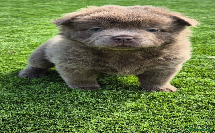 Mixed Breed dogs - Advert 1