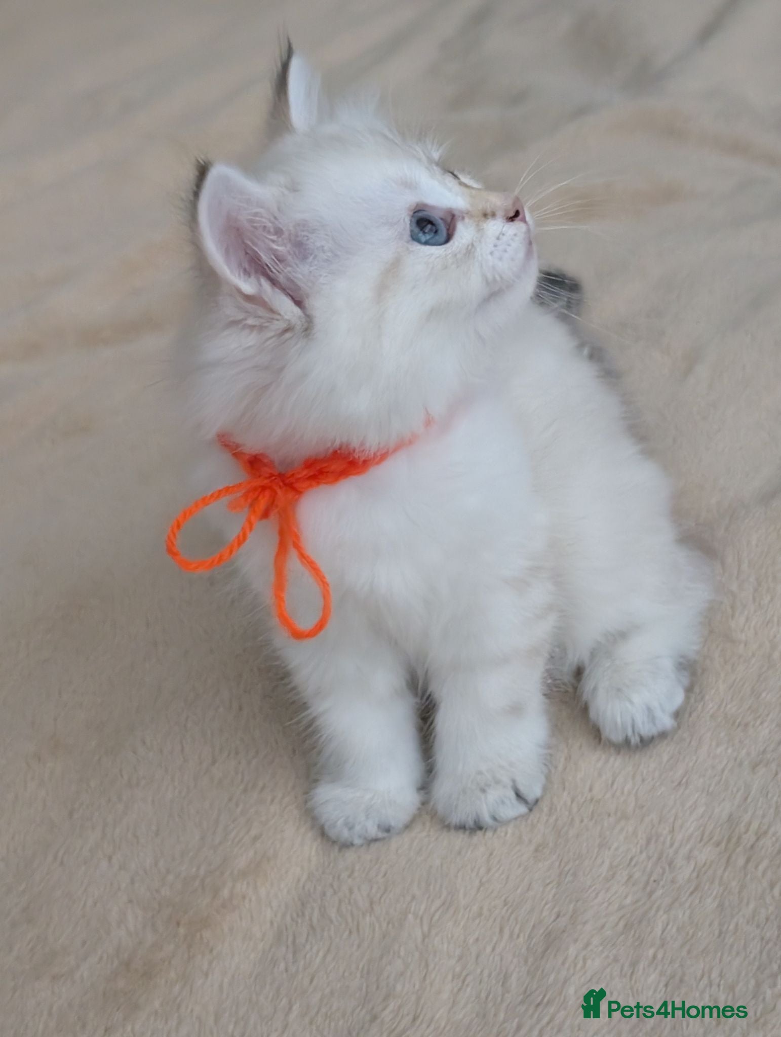 Siberian cats Siberian kitten  - Advert 2