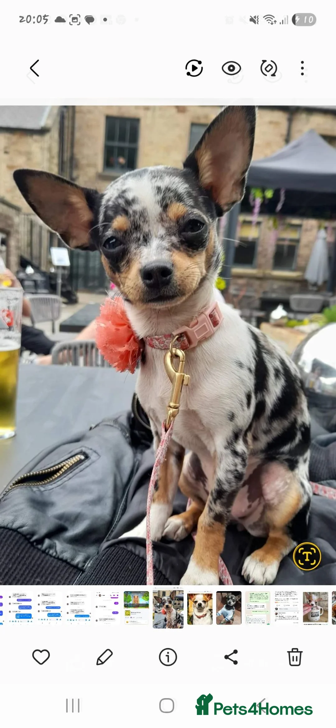 Chihuahua dogs for sale: Beautiful unique chihuahuas  - Advert 1