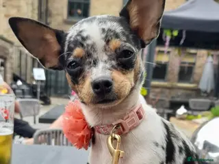 Chihuahua dogs Beautiful unique chihuahuas - Advert 1