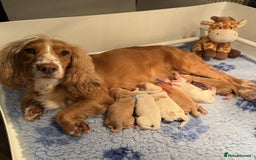 Cocker Spaniel dogs for sale: Gorgeous KC Working Cockers - Image 2