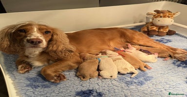 Cocker Spaniel dogs - Advert 2