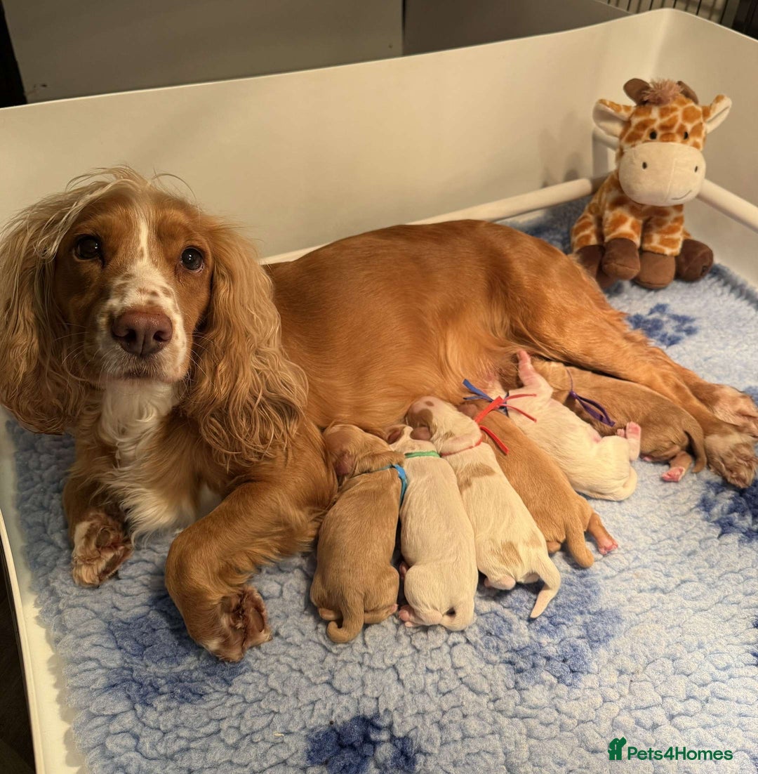 Cocker Spaniel dogs for sale: Gorgeous KC Working Cockers - Image 2