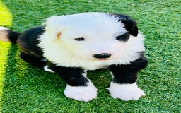 Sheepadoodle dogs for sale: Sheepadoodle Puppies -4 Female, 3 Male - Image 23