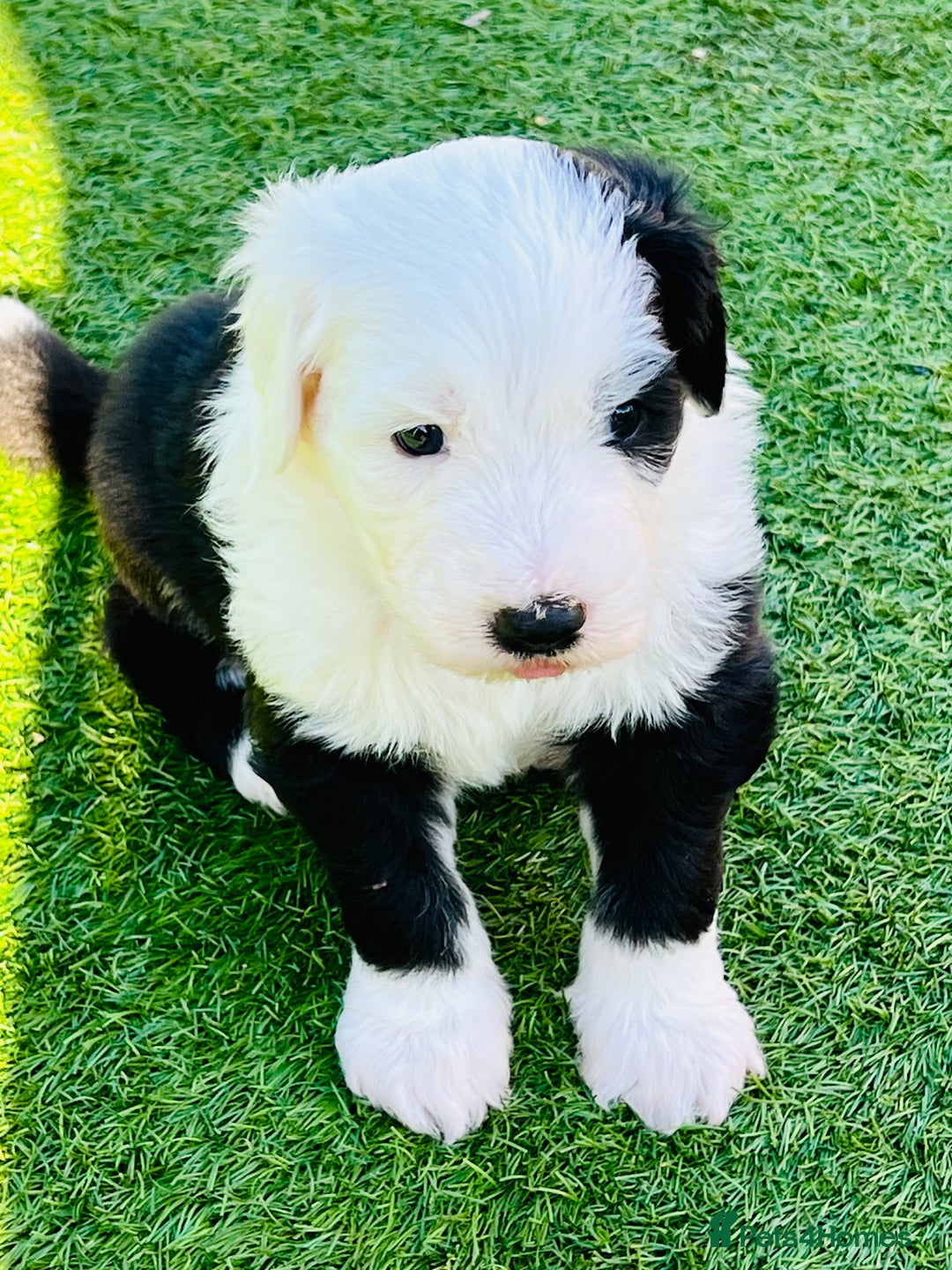 Sheepadoodle dogs for sale: Sheepadoodle Puppies -4 Female, 3 Male - Image 23
