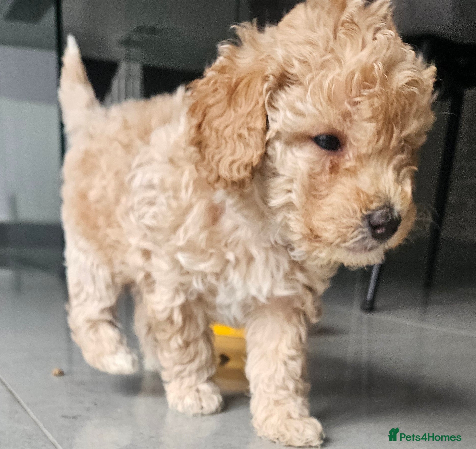 Toy Poodle dogs Beautiful Toy Poodles - 3 Boys and 2 Girls - Advert 10