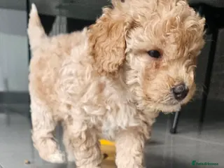 Toy Poodle dogs Beautiful Toy Poodles - 3 Boys and 2 Girls - Advert 10