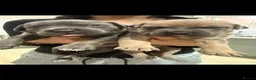 Cane Corso dogs for sale: Beautiful cane corso puppies  - Advert 3