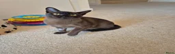 Burmese cats for sale: Stunning Pedigree Brown Male Burmese - Advert 5