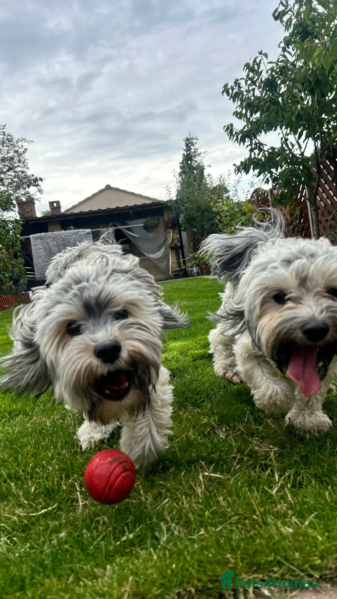 Havanese dogs for stud: Our sweetheart Teddy is now available for stud. - Advert 13