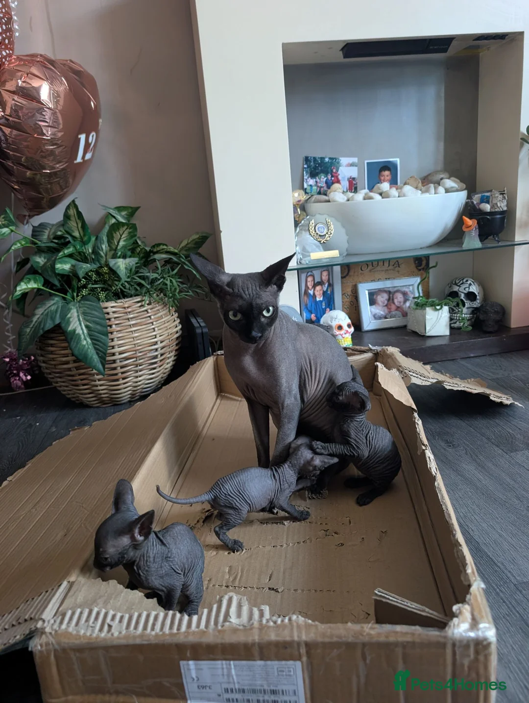 Sphynx cats for sale: Beautiful little boy  - Advert 2