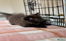 British Longhair cats for sale: Male  British long haired kittens - Image 4