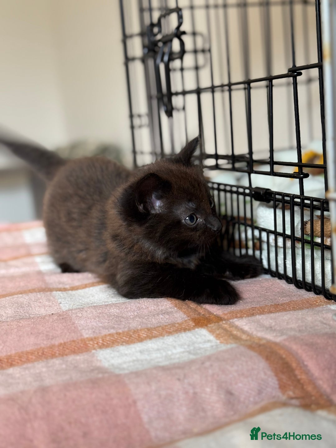 British Longhair cats for sale: Male  British long haired kittens - Image 4