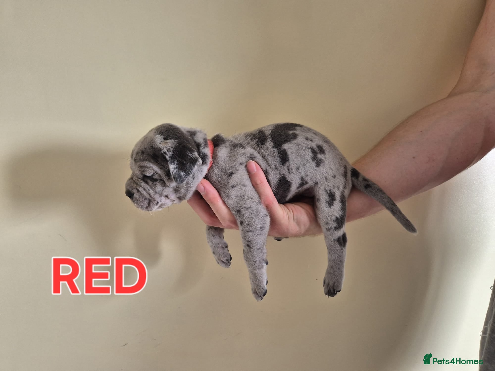 Cane Corso dogs MERLE & BLUE CANE CORSO PUPPIES - Advert 2