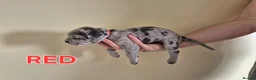 Cane Corso dogs for sale: MERLE & BLUE CANE CORSO PUPPIES - Advert 3