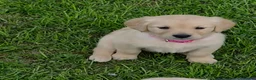 Golden Retriever dogs for sale: KC GOLDEN RETRIEVER PUPPIES  - Advert 14