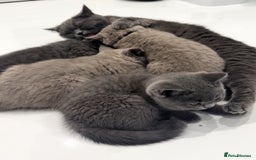 British Shorthair cats for sale: PEDIGREE BLUE BSH KITTEN AVAILABLE NOW!  - Image 2