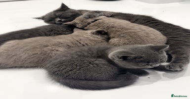 British Shorthair cats - Advert 9