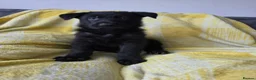 German Shepherd dogs for sale: German shepherd pups in Huddersfield - Advert 4