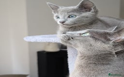 Russian Blue cats for sale: Russian Blue - last boy available  - Image 8
