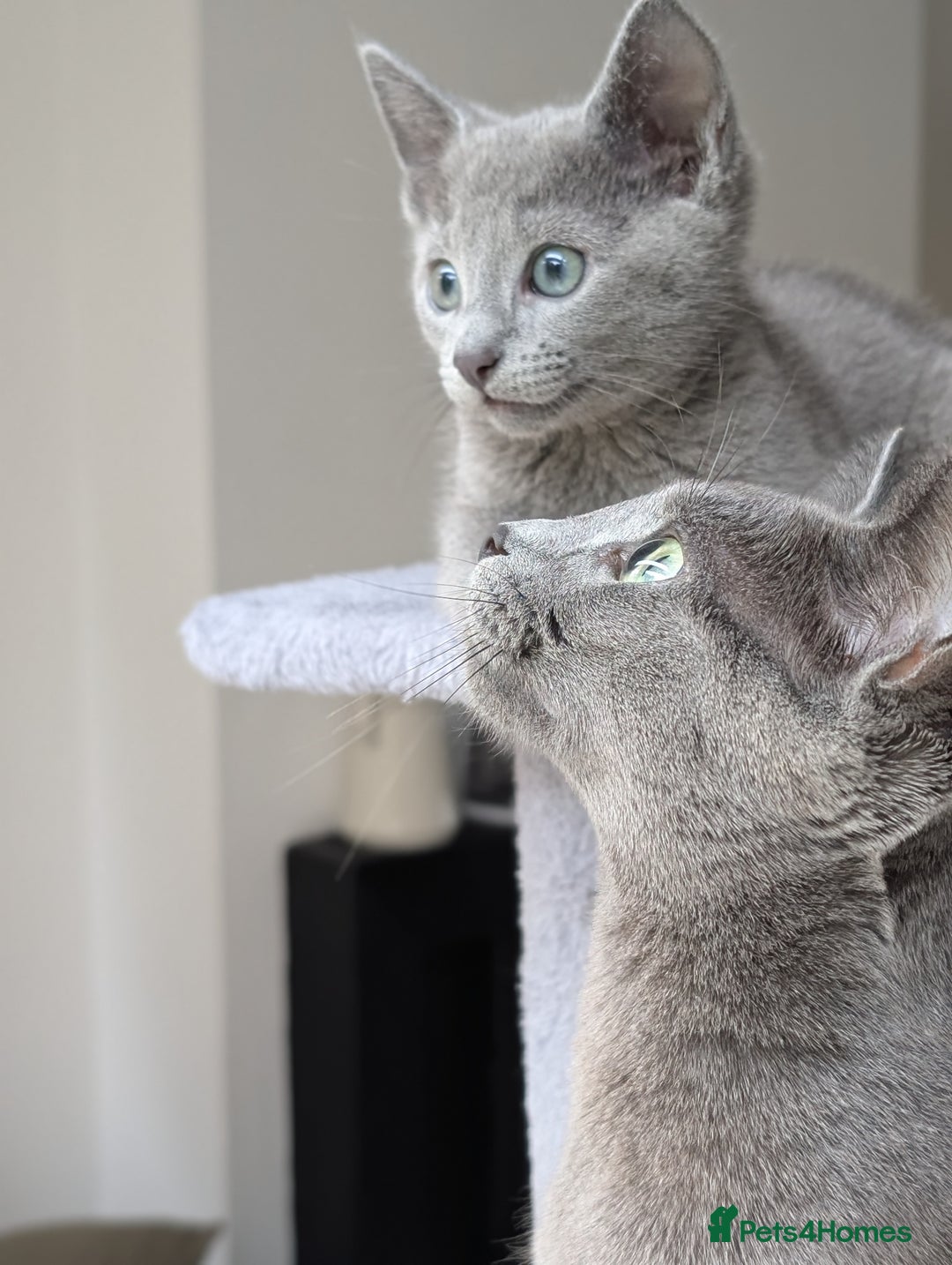 Russian Blue cats for sale: Russian Blue - last boy available  - Image 8