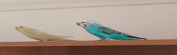 Budgerigars birds for sale: Mixed male and female budgies, still young!  in Birmingham - Advert 1
