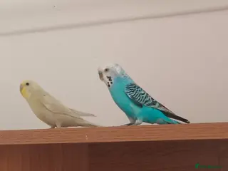 Budgerigars birds Mixed male and female budgies, still young! - Advert 2