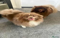 Pomeranian dogs for sale: 2x 1 year old Pomeranian boys.  - Image 1