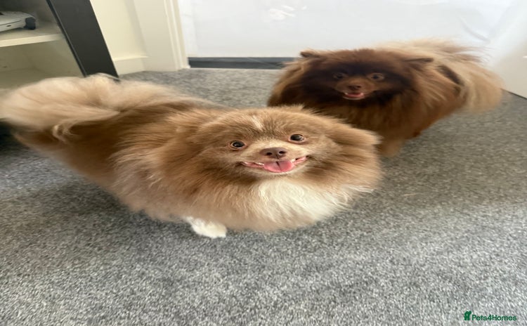 Pomeranian dogs - Advert 1