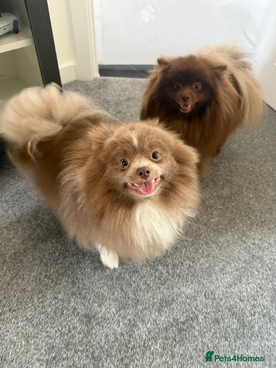 Pomeranian dogs for sale: 2x 1 year old Pomeranian boys.  - Image 1