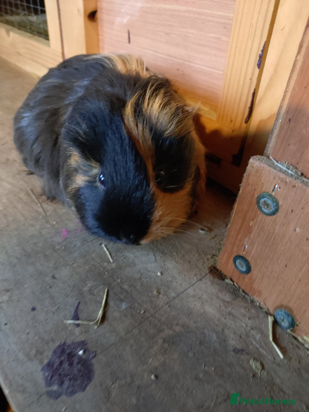 Guinea Pig rodents for sale: Two adult female and a pair of baby males - Advert 3