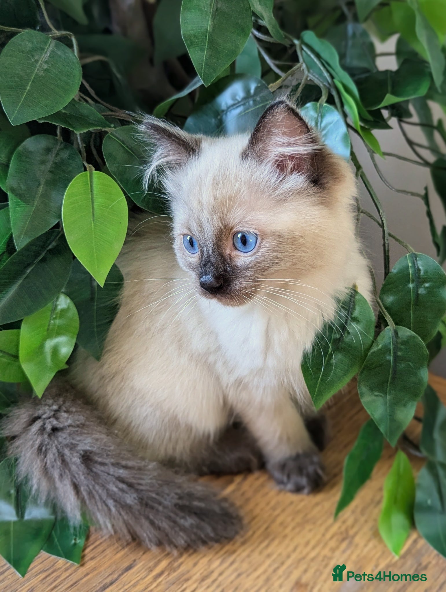 Ragdoll cats Beautiful ragdoll boys 🩵 - Advert 13