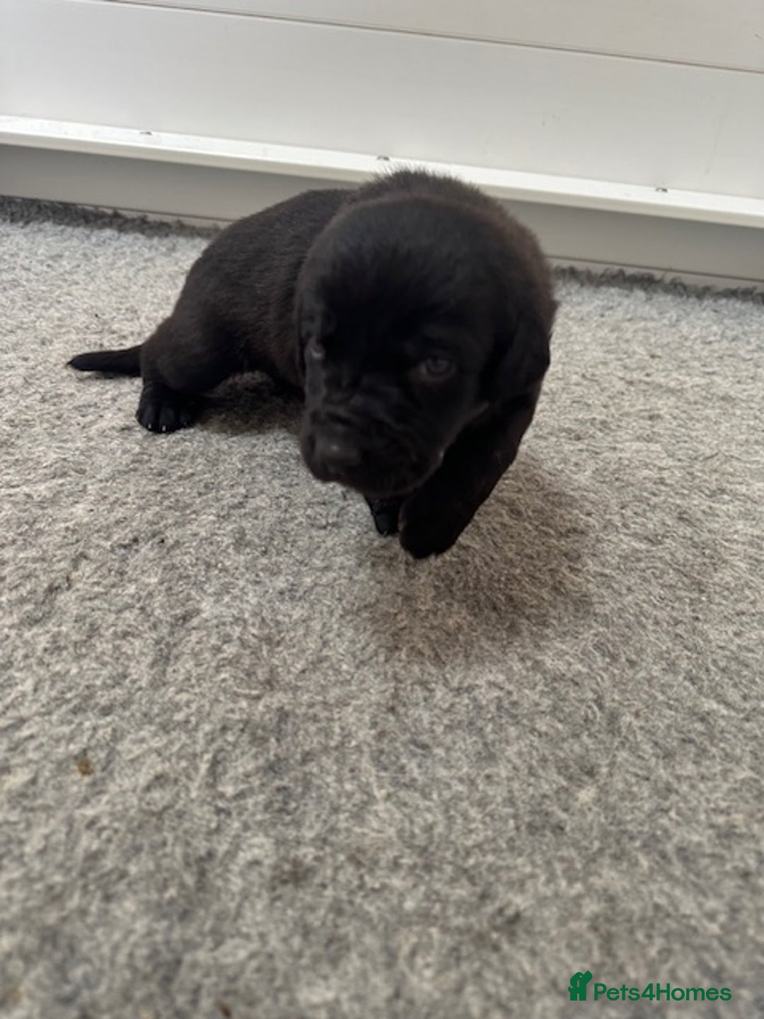 Mastiff dogs for sale: Pedigree Puppies of our Portuguese cattle dogs. - Image 11