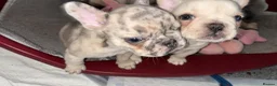 French Bulldog dogs for sale: REDUCED! READY NOW❤️french bulldog pups - Advert 8