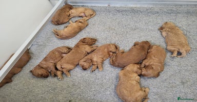 Mini Goldendoodle dogs - Advert 15