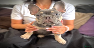 French Bulldog dogs in Greenhithe - Advert 6
