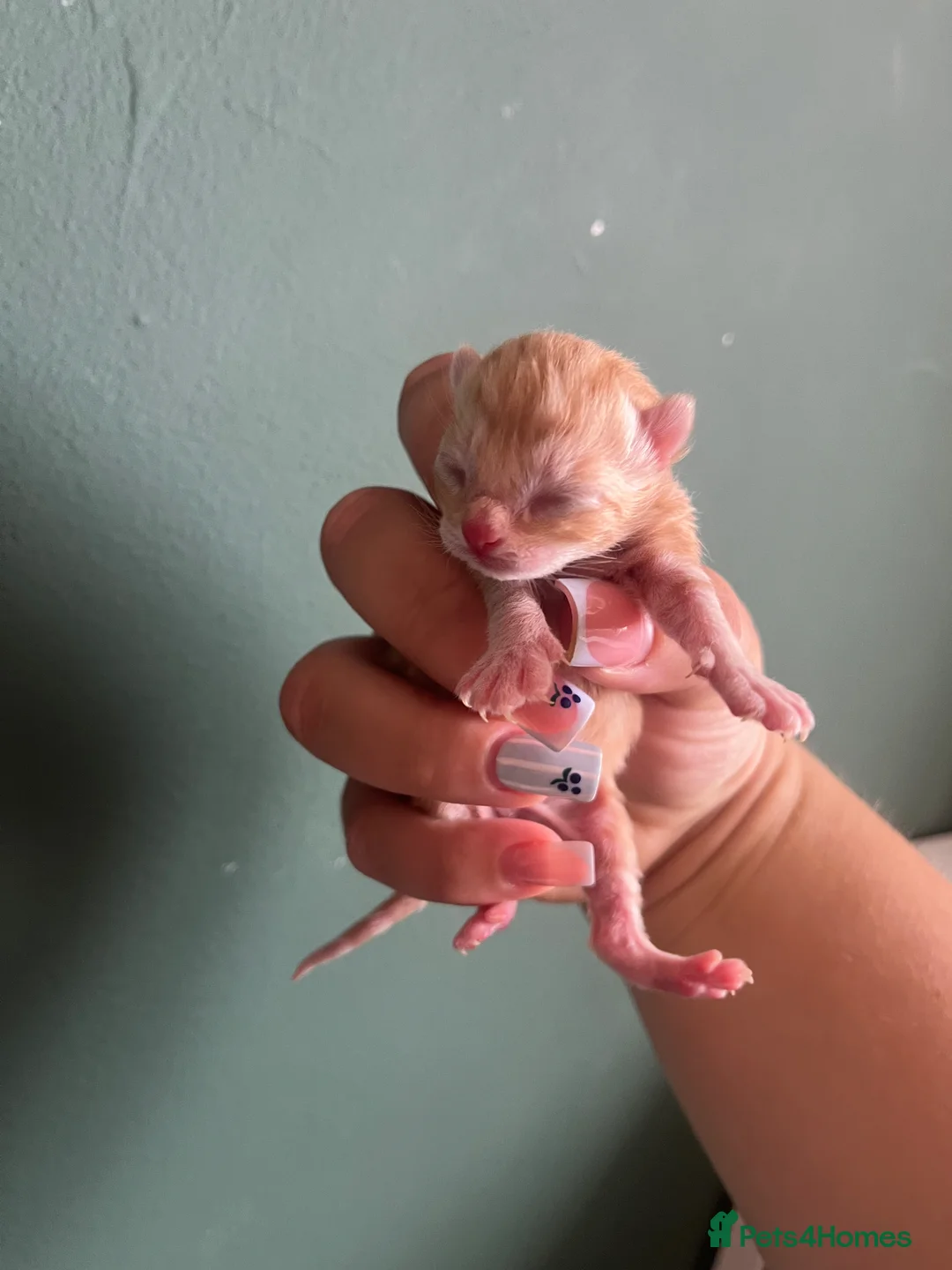 Mixed Breed cats for sale: Kittens for sale  in Peterborough - Advert 6