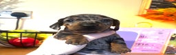 Miniature Dachshund dogs for sale: Beautiful miniature dachshunds  - Advert 6