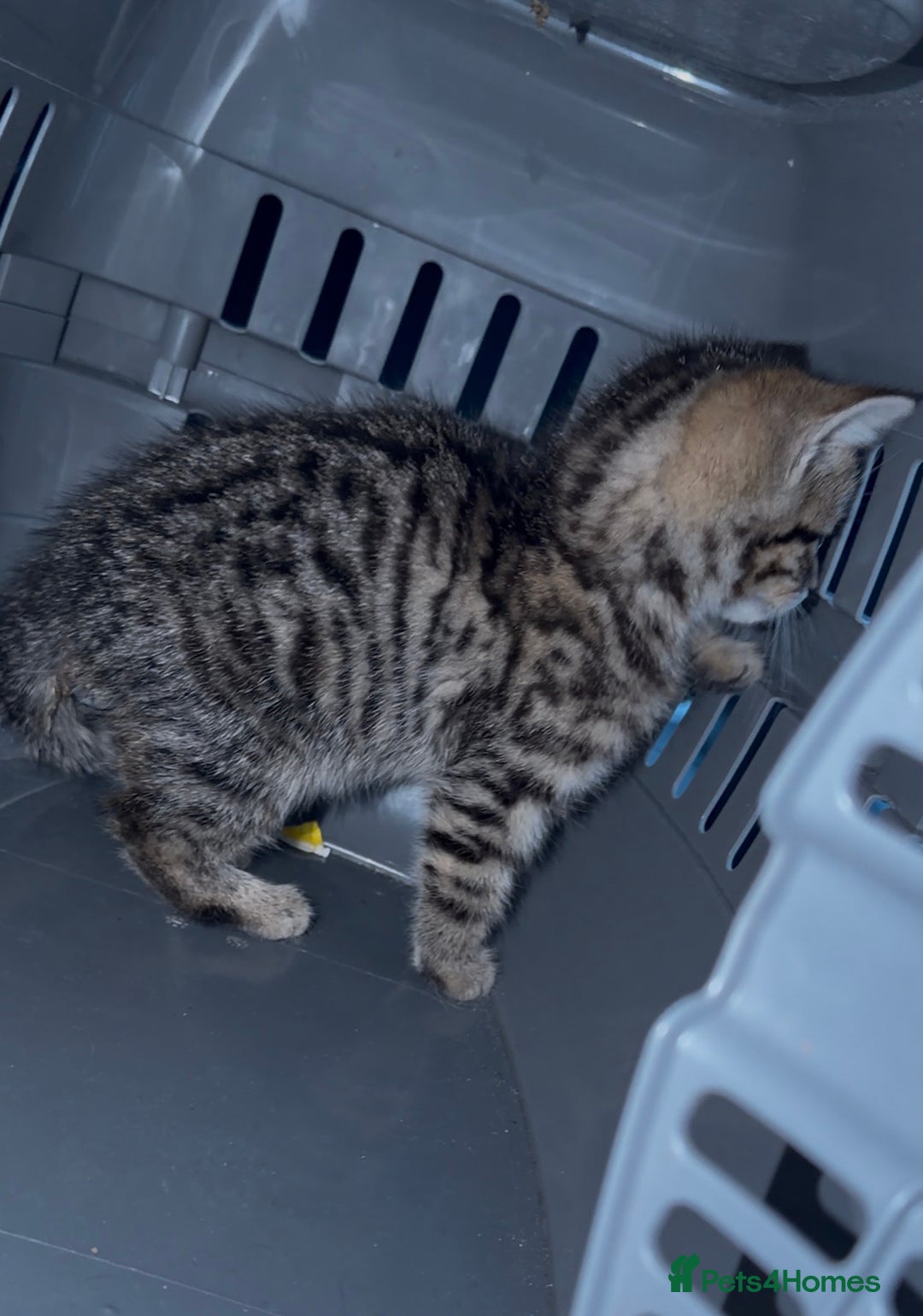 Mixed Breed cats for sale: Beautiful Turkish Angora X Fluffy Tabby Kittens - Advert 2