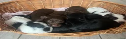 Sprocker dogs for sale: 7 Sprocker Puppies  - Advert 2