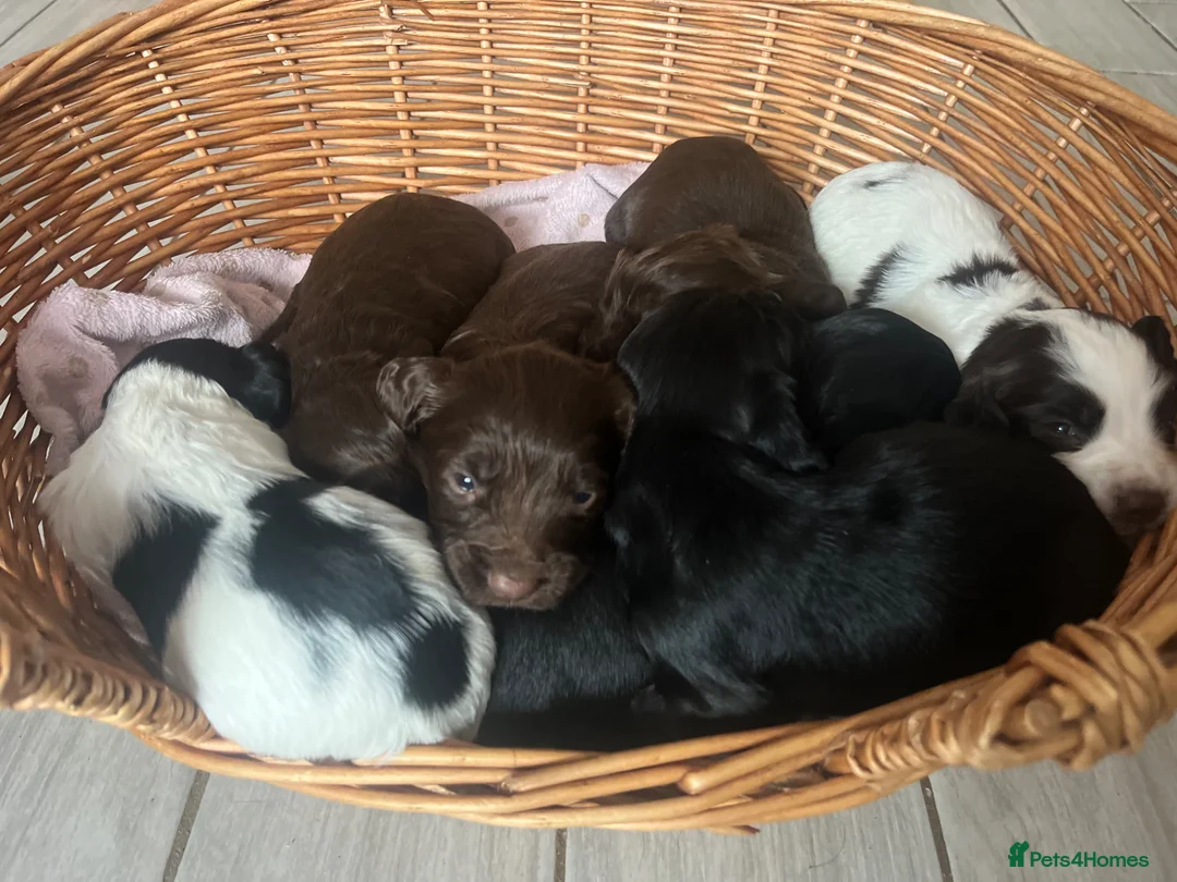Sprocker dogs for sale: 7 Sprocker Puppies  - Advert 2