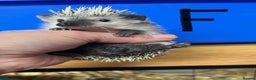Pygmy Hedgehog rodents for sale: Split faced/reverse pinto baby hoglets ready now! - Advert 7