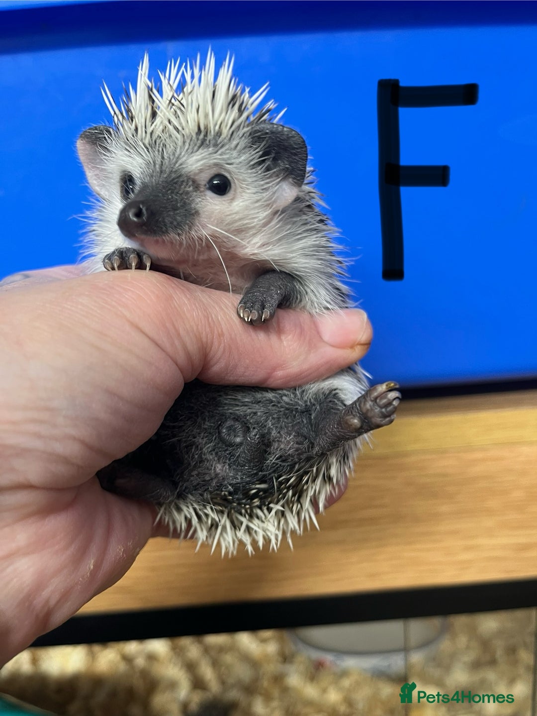 Pygmy Hedgehog rodents for sale: Split faced/reverse pinto baby hoglets ready now! - Advert 7