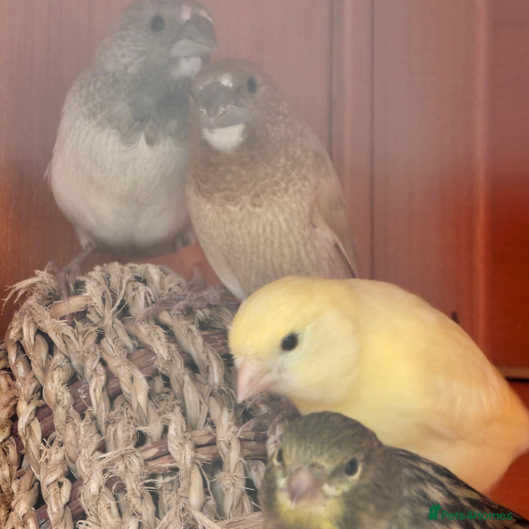 Finches birds for sale: 4 bengali finches  - Image 4