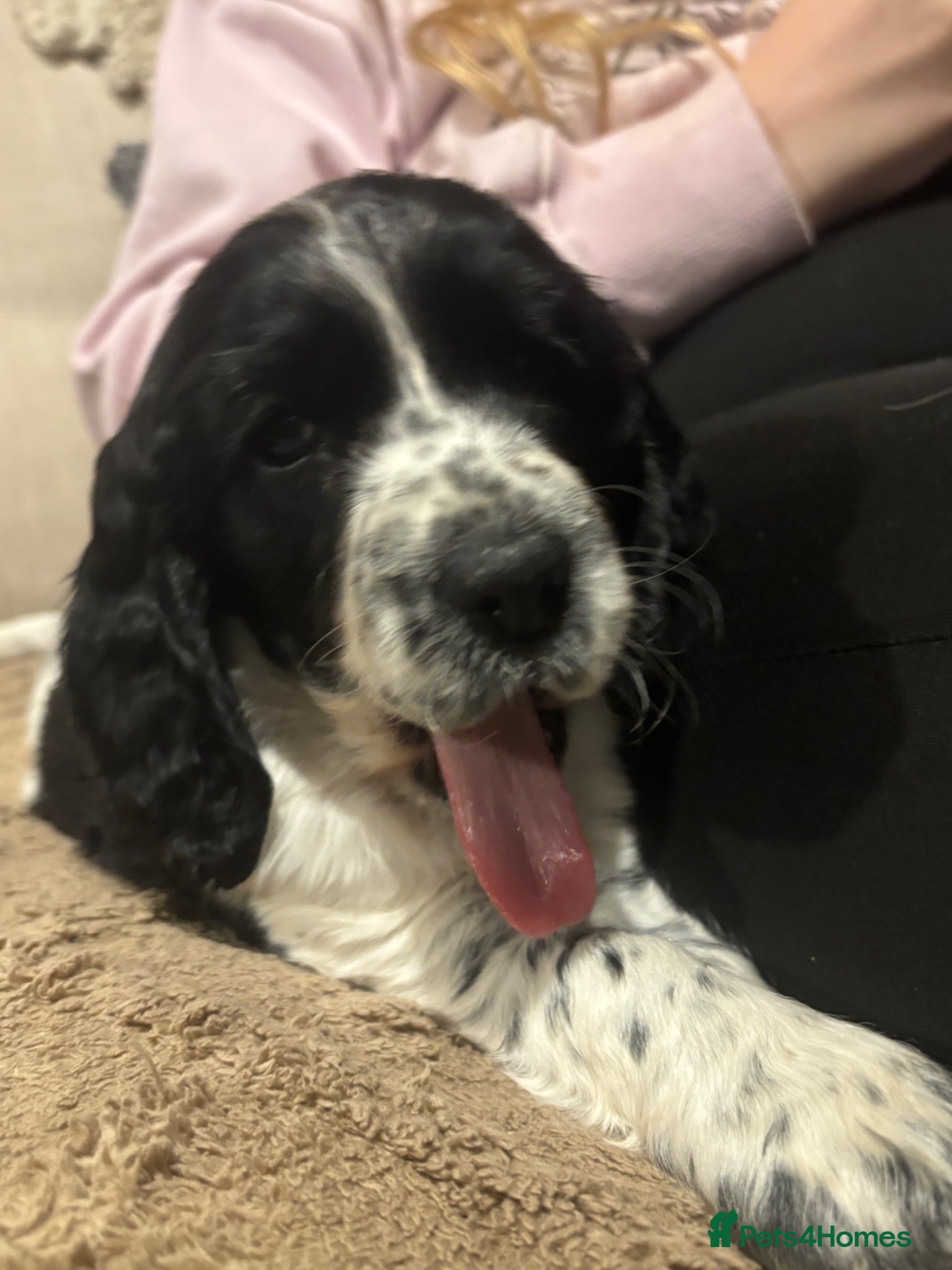 Cocker Spaniel dogs READY NOW cocker spaniel puppies  - Advert 5