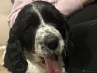 Cocker Spaniel dogs READY NOW cocker spaniel puppies - Advert 5