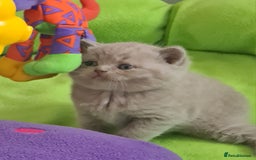 British Shorthair cats for sale: ⚜️British ShortHair Blue &Lilac kittens ⚜️GCCF ⚜️ - Image 15