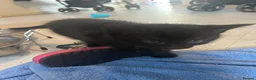 Domestic Shorthair cats for sale: Kittens - Advert 2