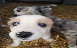 Border Collie dogs for sale: Collie puppies blue Merle and red Merle  - Image 6