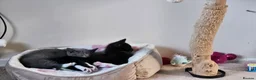 Mixed Breed cats for sale: 2 male kittens ideally rehomed together  - Advert 2